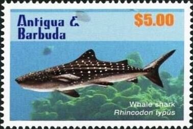 Whale Shark (Rhincodon typus)