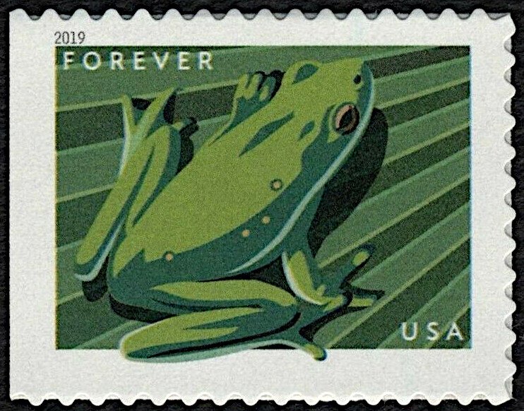 American Green Tree Frog (Hyla cinera)