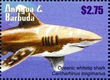 Oceanic Whitetip Shark (Carcharhinus longimanus)