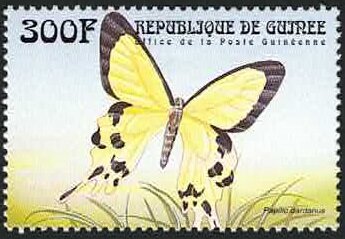 African Swallowtail (Papilio dardanus)