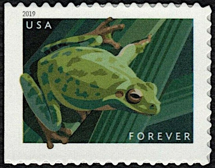Pacific Tree Frog (Pseudacris regilla)