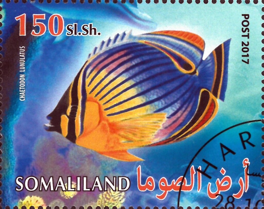 Chaetodon Lunulatos