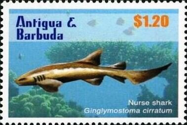 Nurse Shark (Ginglymostoma cirratum)