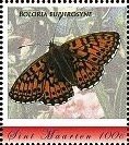 Boloria euphrosyne