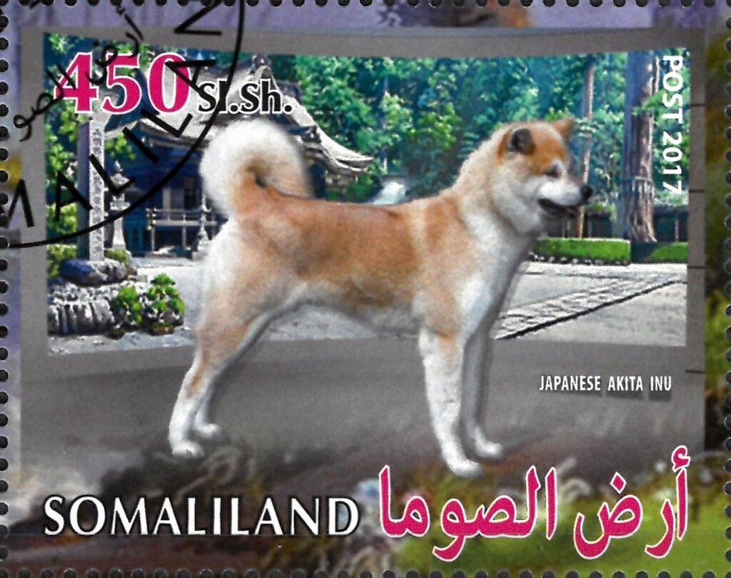 Japanese Akita Inu