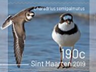 Birds of Sint Maarten