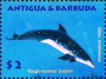 Rough-toothed Dolphin (Steno bredanensis)