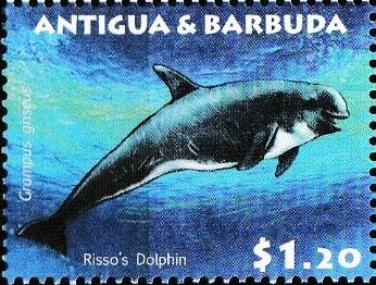 Risso's Dolphin (Grampus griseus)