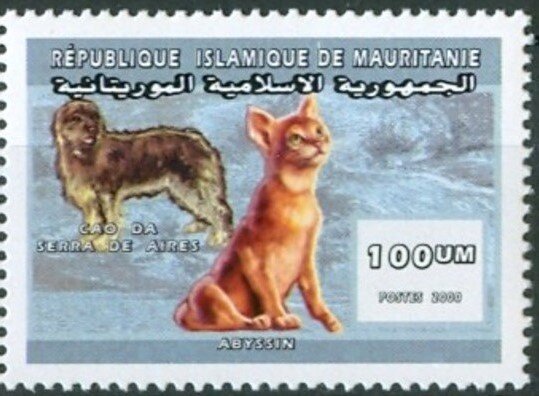 Abyssinian cat and Cao de Serra de Aires sheepdog