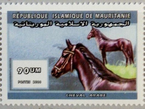 Arabian horse