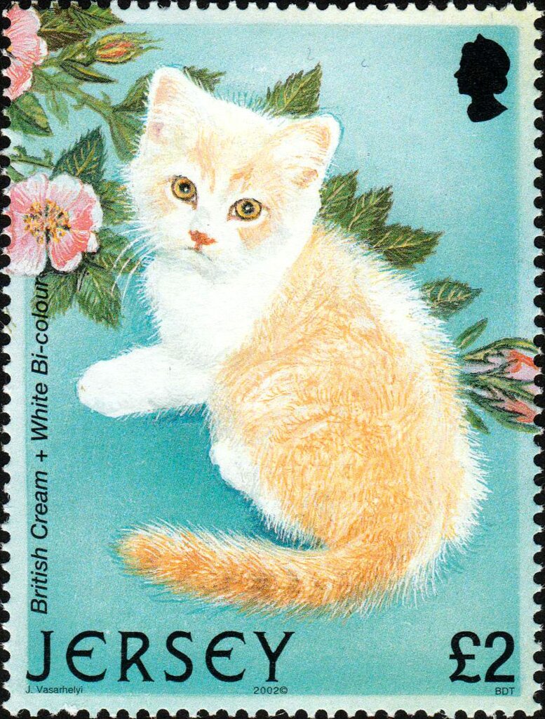 British Cream/White Bi-colour Cross (Felis silvestris catus)