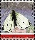 Pieris rapae
