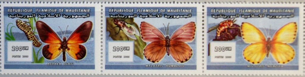 Butterflies