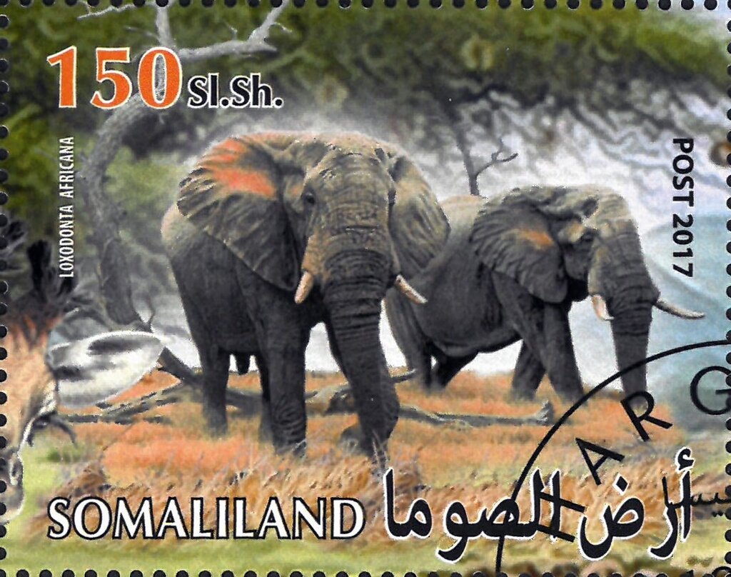 Loxodonta Africana