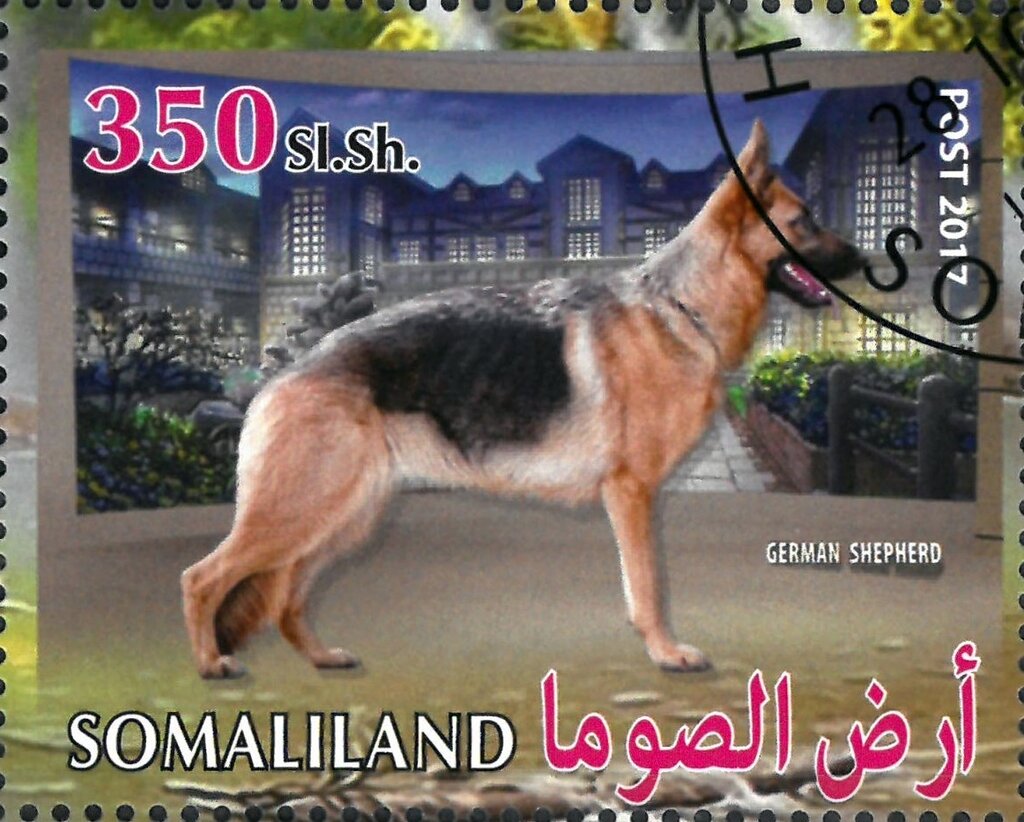 German Shepherd