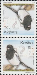 Tete-Beche, Common Magpie Tête-bêche Pair Type II, Romania,  , Animals (Fauna), Birds