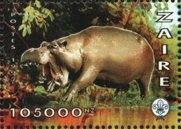 Hippopotamus (Hippopotamus amphibius)