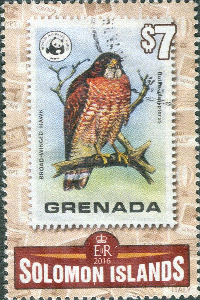 Broad-winged Hawk (Buteo platypterus)
