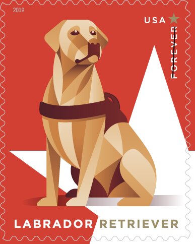 Labrador Retriever (Canis lupus familiaris)