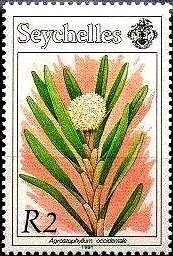 Agrostophyllum occidentale