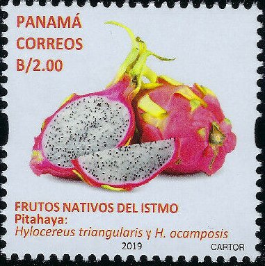 Pitahaya (Hylocereus triangularis)