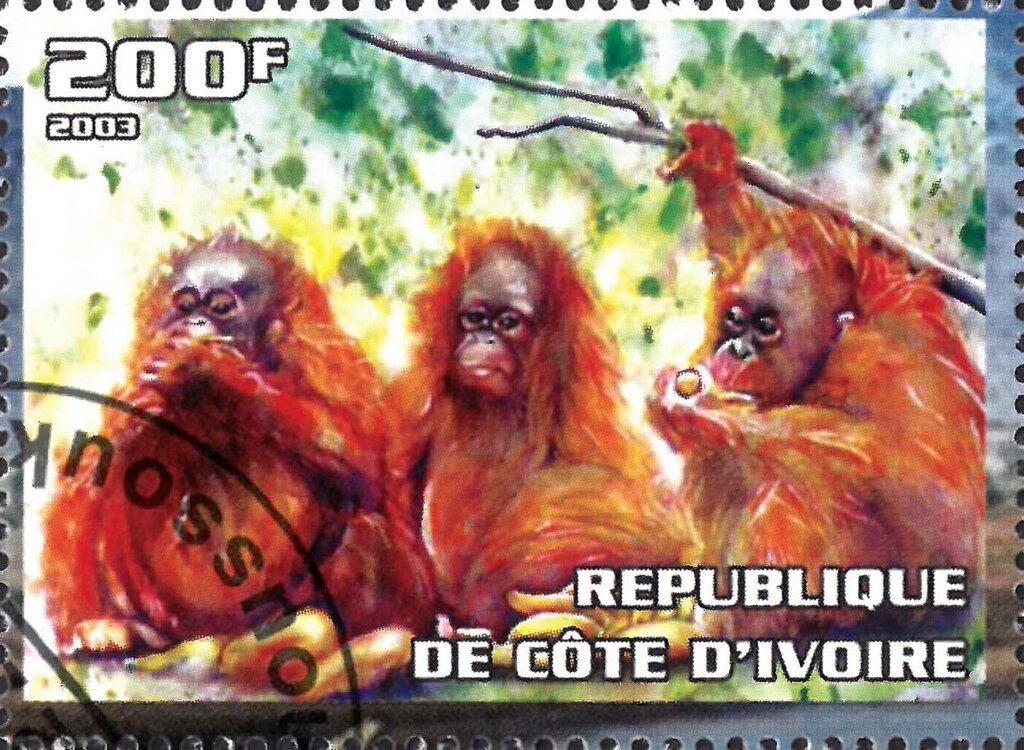 Orangutan (Pongo sp.)