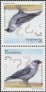 Tete-Beche, European Jackdaw Tête-bêche Pair Type II, Romania,  , Animals (Fauna), Birds