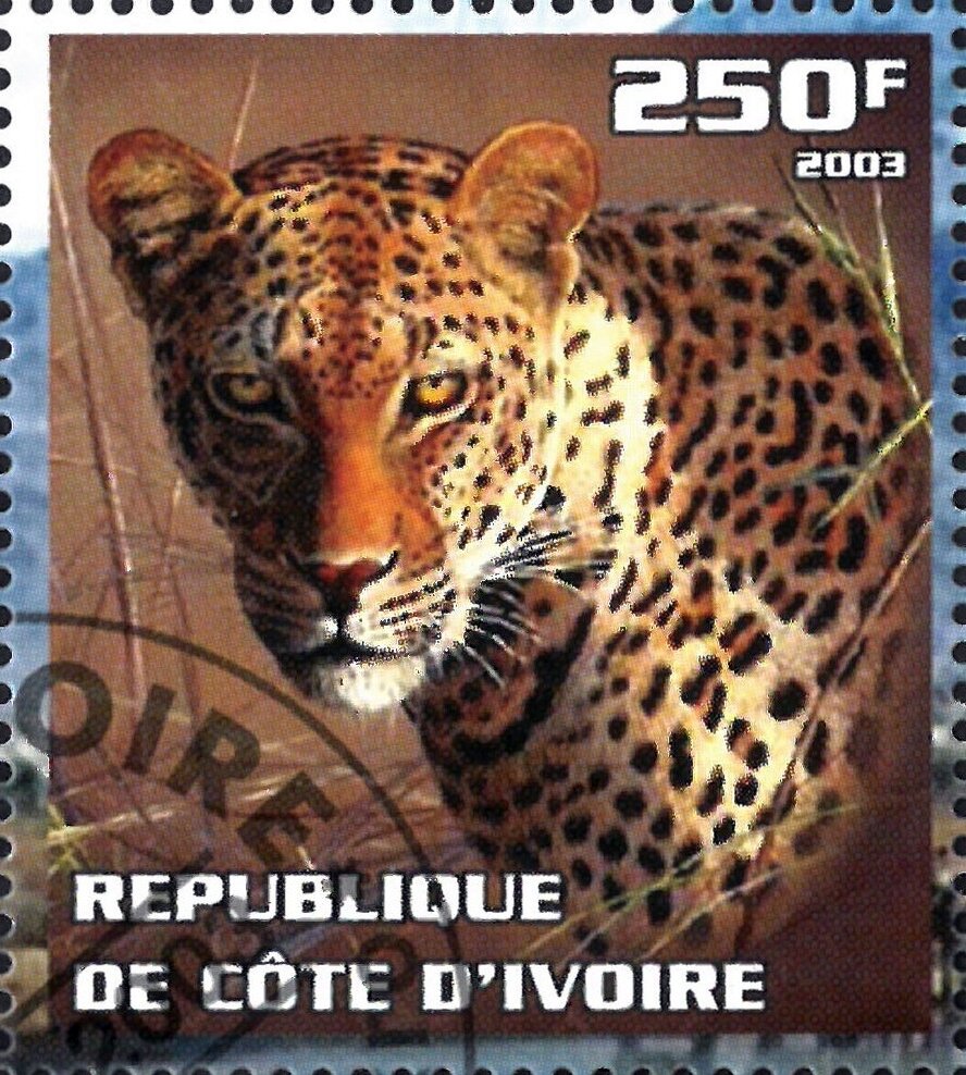 Leopard