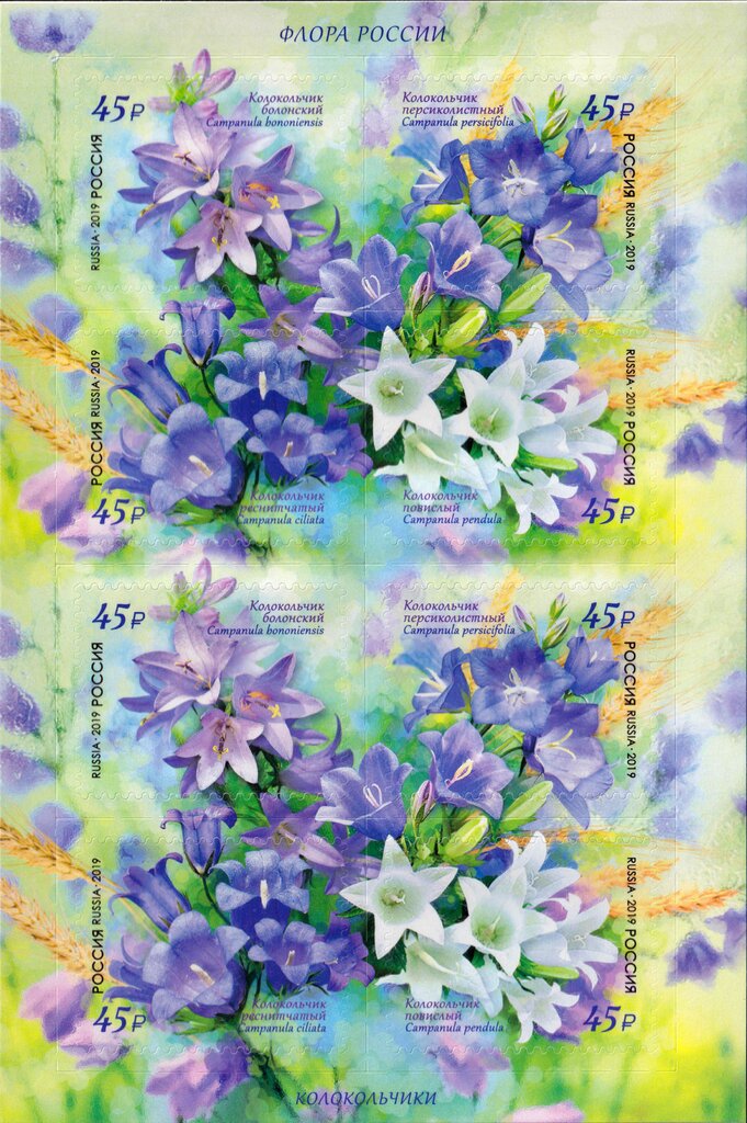 Flora of Russia : Bell Flowers