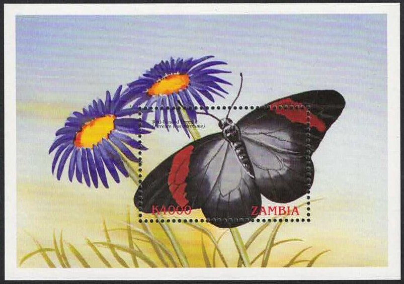 Red-banded Peurete (Pereute leucodrosime)