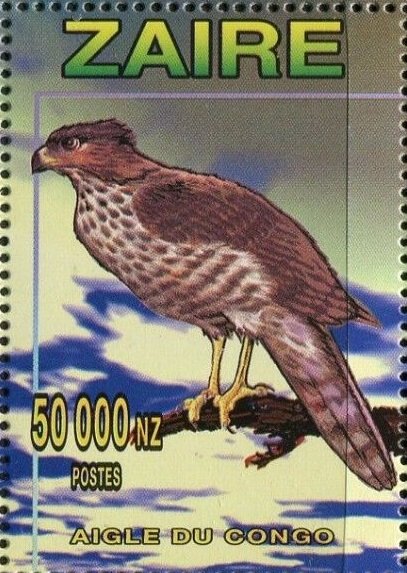 Congo Serpent-eagle (Dryotriorchis spectabilis)
