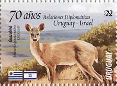 Guazubirá (Mazama gouazoubira)