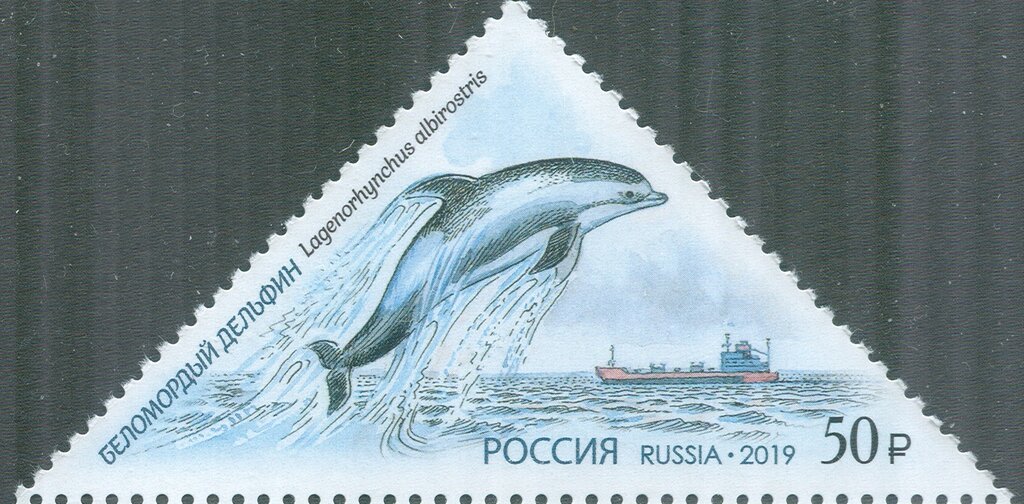 White-faced Dolphin (Lagenorhynchus albirostris)