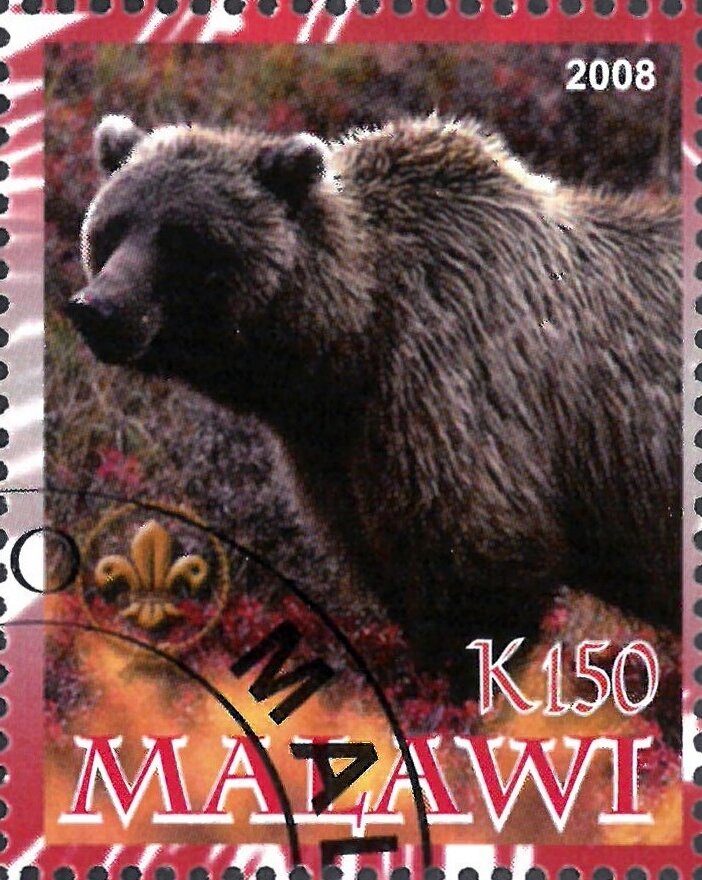 Bear