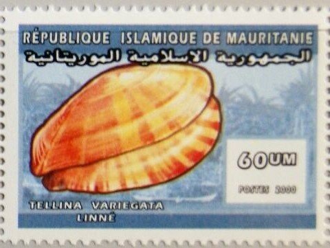 Tellina variegata