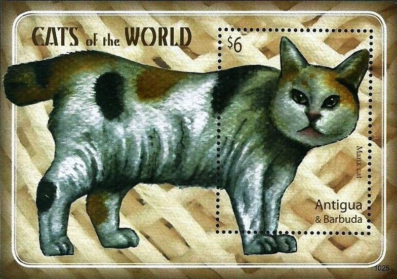 Manx Cat (Felis silvestris catus)