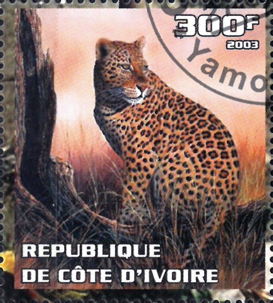 Leopard