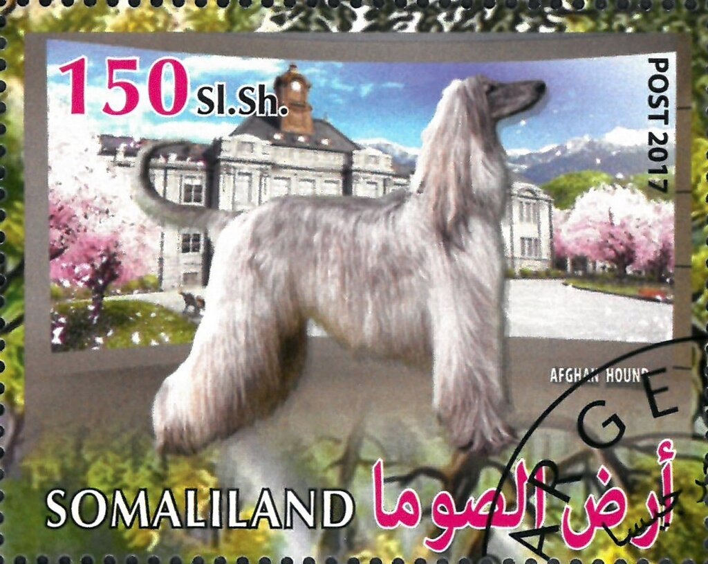 Afghan Hound