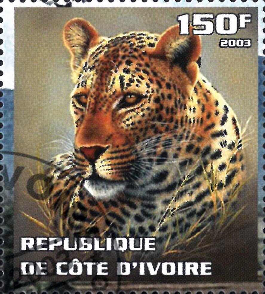 Leopard