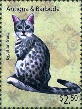 Egyptian Mau Cat (Felis silvestris catus)