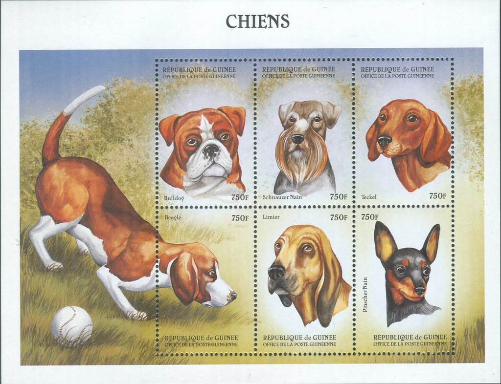 Dogs (Canis lupus familiaris)