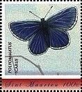 Polyommatus icarus