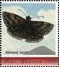 Erynnis tages