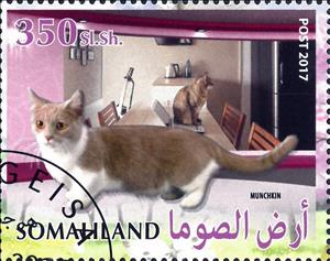 Stamp, Munchkin, Cinderellas,  , Animals (Fauna), Cats, Mammals