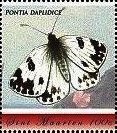 Pontia daplidice
