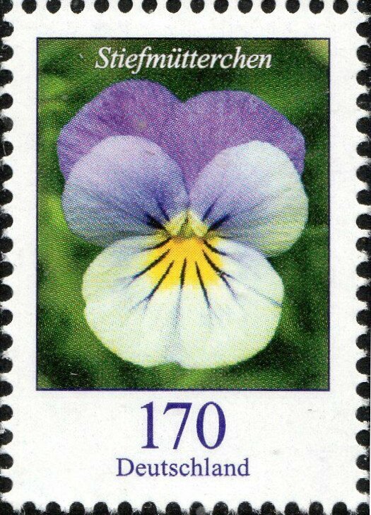 Pansy