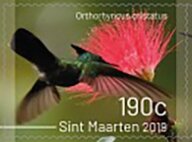 Birds of Sint Maarten