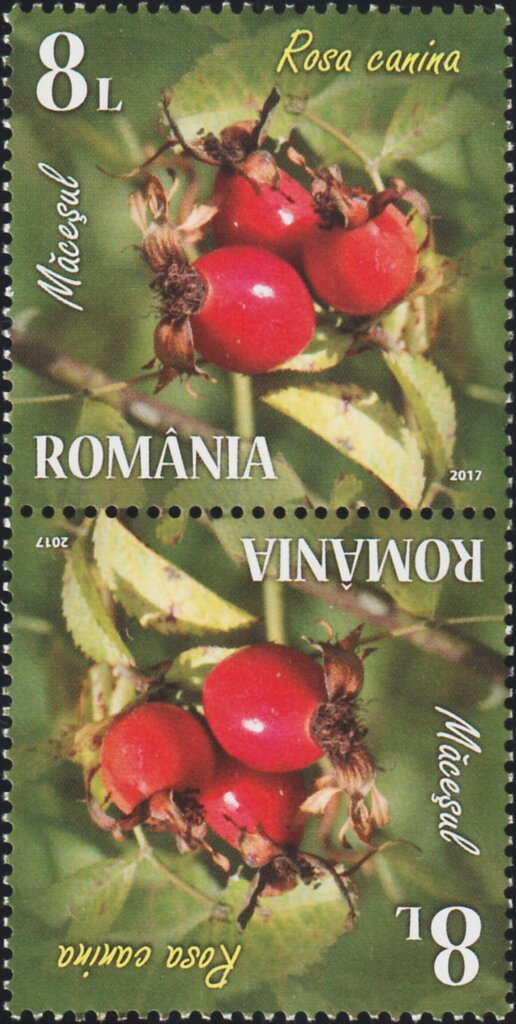 Dog Rose - Tête-bêche Pair Type I