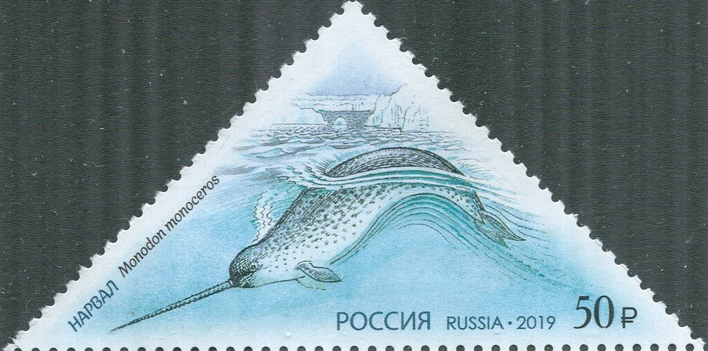 Narwhal (Monodon monoceros)