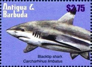 Blacktip Shark (Carcharhinus limbatus)
